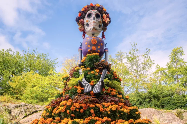 Marigolds anchor Día de los Muertos altars, believed to guide spirits home